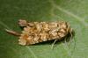 Hadena irregularis